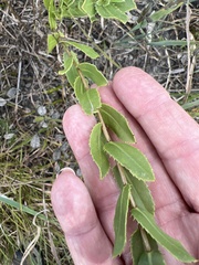 Grindelia lanceolata