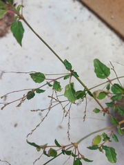 Boerhavia coulteri palmeri