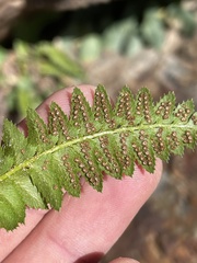 Polystichum lonchitis