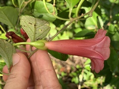 Ipomoea steerei
