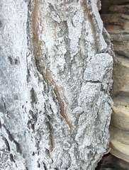 Celtis reticulata