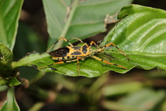 Zelus armillatus