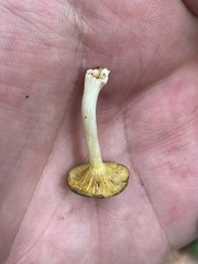 Gerronema strombodes