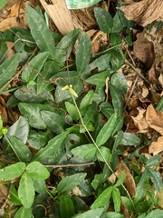 Tetrastigma formosanum