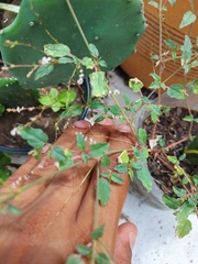 Boerhavia coulteri palmeri