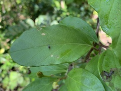 Ipomoea steerei