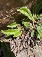 Polystichum lonchitis