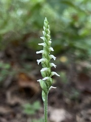 Spiranthes ovalis