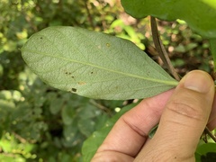 Ipomoea steerei