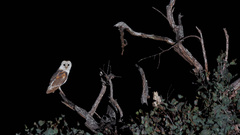 Tyto alba delicatula