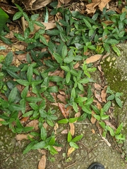 Tetrastigma formosanum