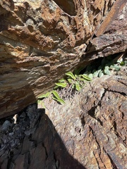 Polystichum lonchitis