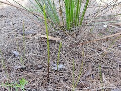 Cryptostylis hunteriana