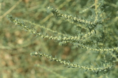 Bassia scoparia