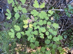 Thalictrum occidentale