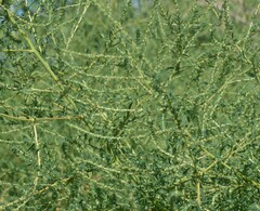 Bassia scoparia