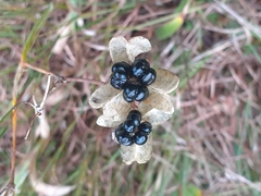 Iris domestica