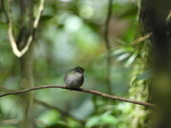 Microchera albocoronata