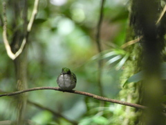 Microchera albocoronata