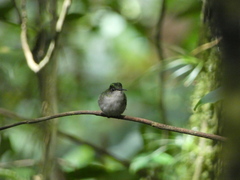 Microchera albocoronata