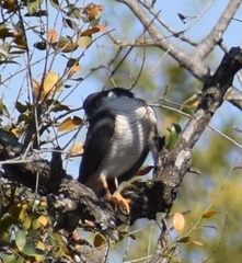 Accipiter minullus