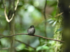 Microchera albocoronata