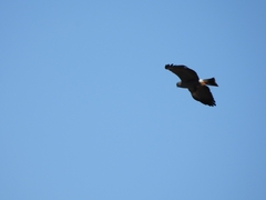 Rostrhamus sociabilis