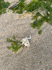 Emerita analoga