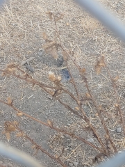 Carduus pycnocephalus