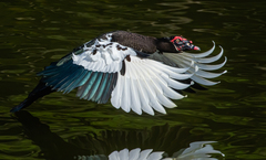 Cairina moschata domestica