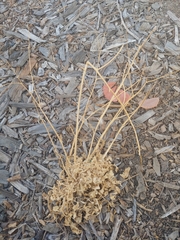 Stephanomeria virgata