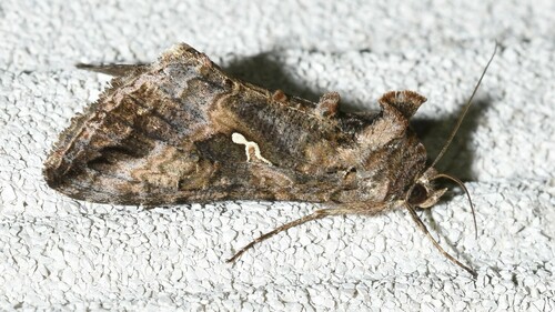 Gray Looper Moth