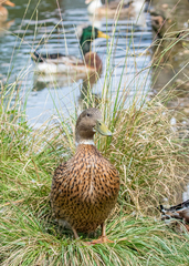Anas platyrhynchos domesticus