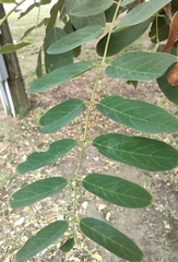 Robinia pseudoacacia