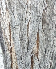Robinia pseudoacacia