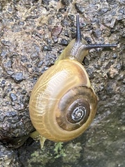 Gastropoda