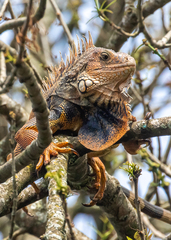 Iguana iguana