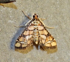 Hileithia magualis