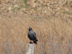 Rostrhamus sociabilis