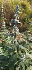 Buddleja stachyoides