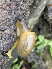 Gastropoda