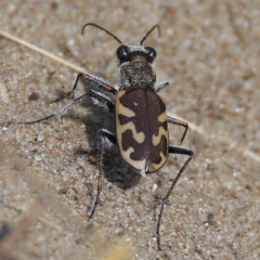 Cicindela formosa
