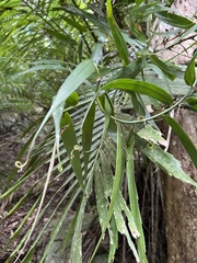 Flagellaria indica