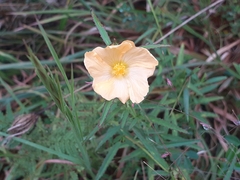 Oenothera berlandieri
