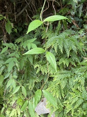 Mussaenda parviflora