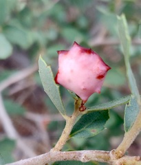 Cynips douglasii