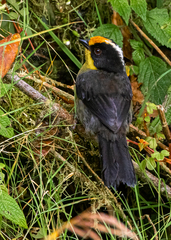 Atlapetes pallidinucha