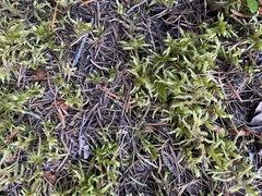 Pleurozium schreberi