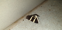 Grammodes ocellata