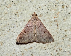 Bleptina caradrinalis